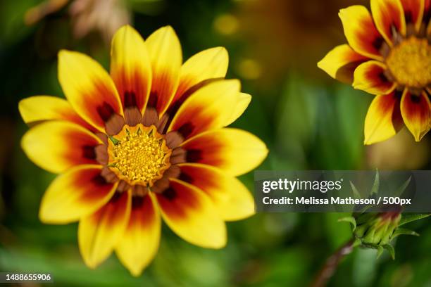 close-up of yellow flowering plant,united kingdom,uk - gazania flowers stock pictures, royalty-free photos & images