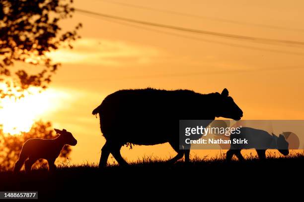 Ewe sheep looks after its baby lamb during a sunset on May 09, 2023 in Biddulph, England.