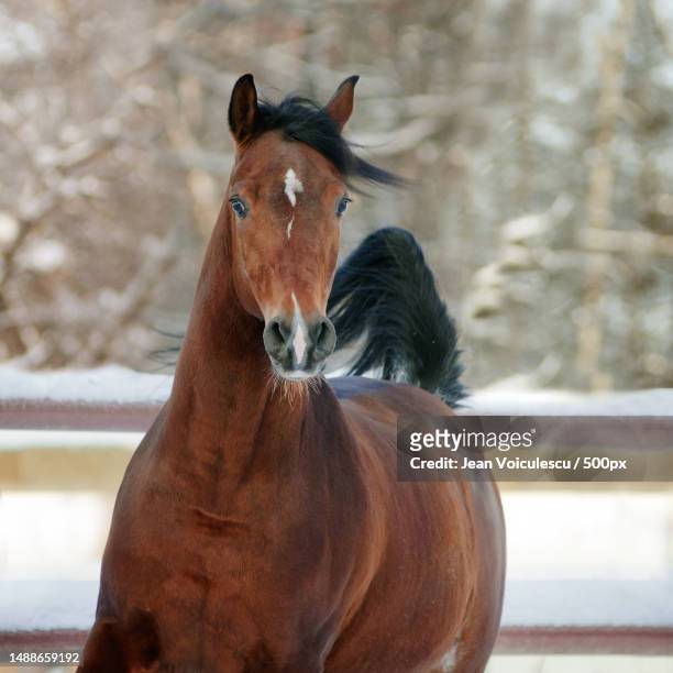 portrait of thoroughbred pony standing on snow,romania - kastanjebruin paardenkleur stockfoto's en -beelden
