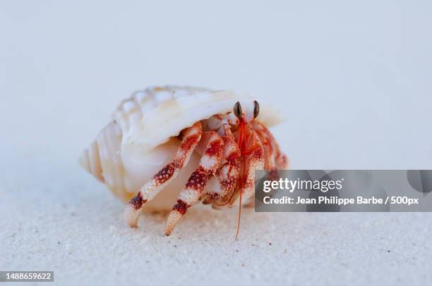 close-up of seashell on white background,seychelles - hermit crab stock pictures, royalty-free photos & images