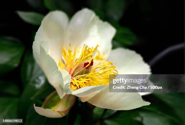 close-up of white flower,new york,united states,usa - pistil stock pictures, royalty-free photos & images