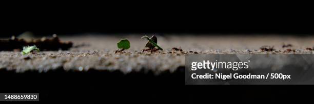 ants carrying leaves marching in line,brazil - ants marching stock pictures, royalty-free photos & images