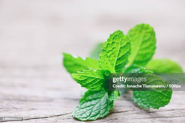 peppermint leaf on wooden background - fresh mint leaves nature green herbs or vegetables food,romania - menta verde foto e immagini stock