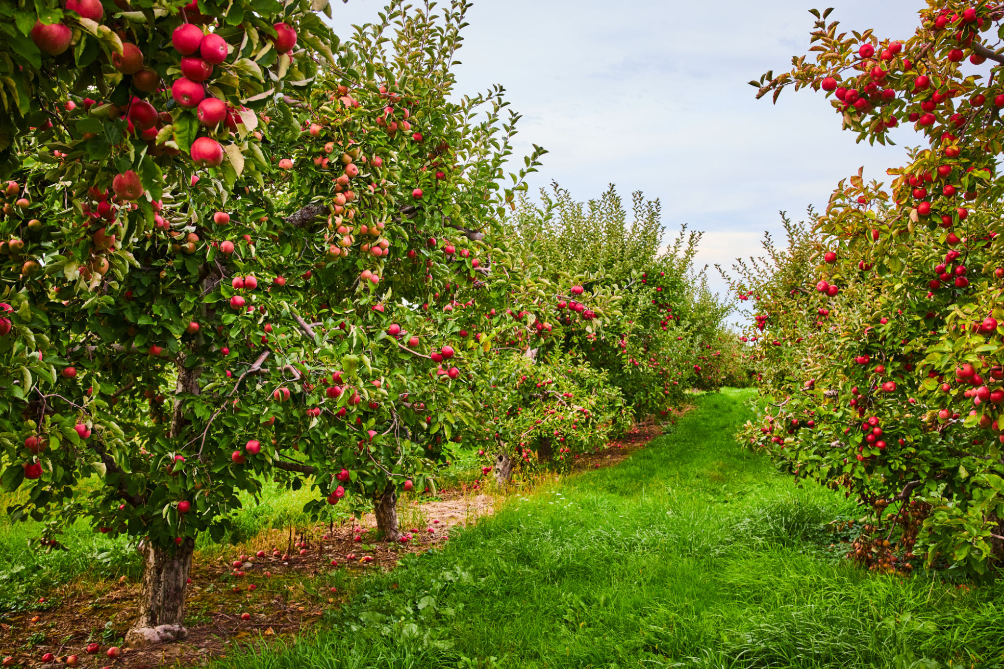 apple orchard