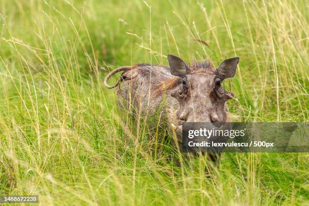 big hairy warthog watching from the green grass,khama rhino sanctuary conservation,botswana,romania - khama rhino sanctuary stock pictures, royalty-free photos & images