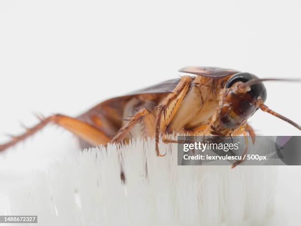 Cockroach Stick Insect 521 Cockroach Infestation Stock Photos, High-Res Pictures, and Images ...