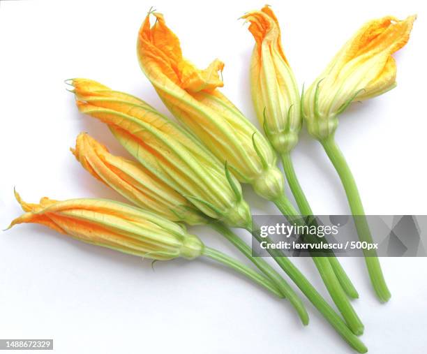 close-up of flowers over white background,romania - courgette stock pictures, royalty-free photos & images
