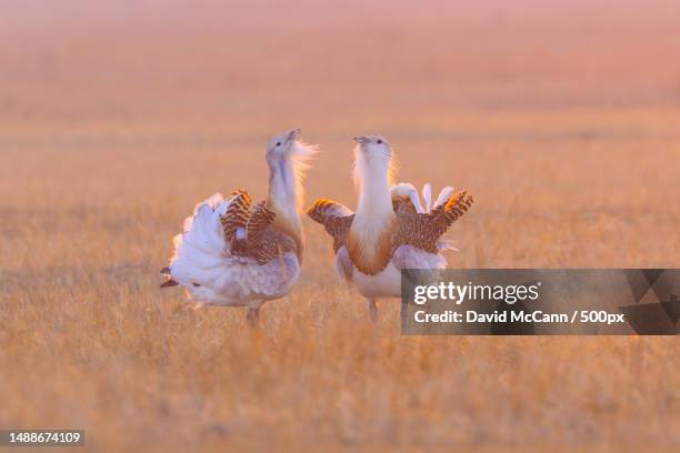 close-up of birds on field - großtrappe stock-fotos und bilder