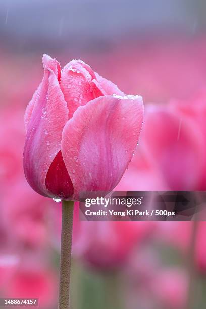 close-up of pink rose,daejeon,south korea - daejeon stock pictures, royalty-free photos & images