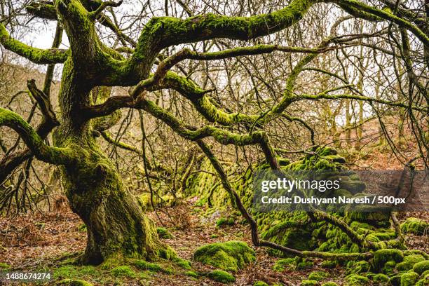 trees growing in forest,united kingdom,uk - moss stock pictures, royalty-free photos & images