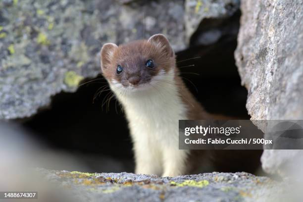 close-up of rodent on rock,madesimo,sondrio,italy - mustela erminea stock pictures, royalty-free photos & images