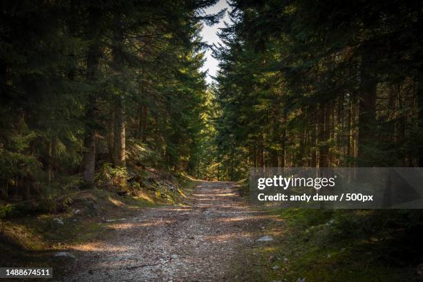 trees growing in forest - andy dauer stockfoto's en -beelden