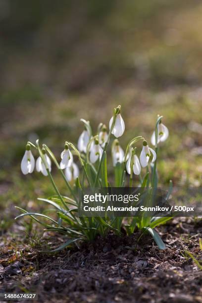 close-up of white flowering plant on field,russia - snowdrops stockfoto's en -beelden