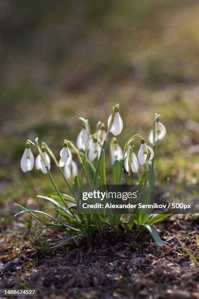 close-up of white flowering plant on field,russia - snowdrop bildbanksfoton och bilder