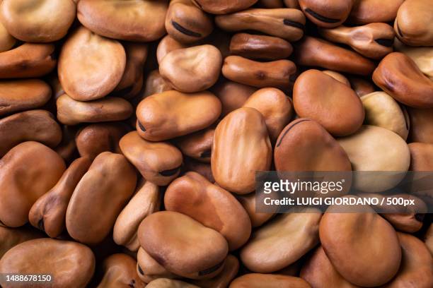 dried broad beans in the foreground,italy - fava bean stock pictures, royalty-free photos & images