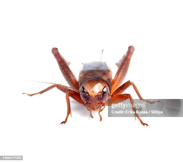 black cricket isolated on white background,romania - cricket insect stock pictures, royalty-free photos & images