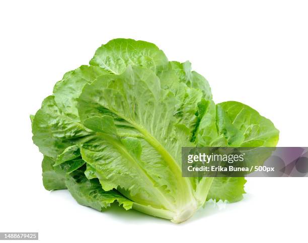 close-up of lettuce against white background,romania - lettuce leaf stock pictures, royalty-free photos & images