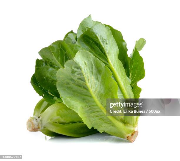 close-up of leaf vegetable against white background,romania - lettuce stock pictures, royalty-free photos & images