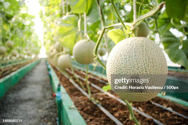 agriculture concept melon farm in large greenhouses use modern technology to grow plants that are non-toxic modern agriculture,smart farm - メロン ストックフォトと画像