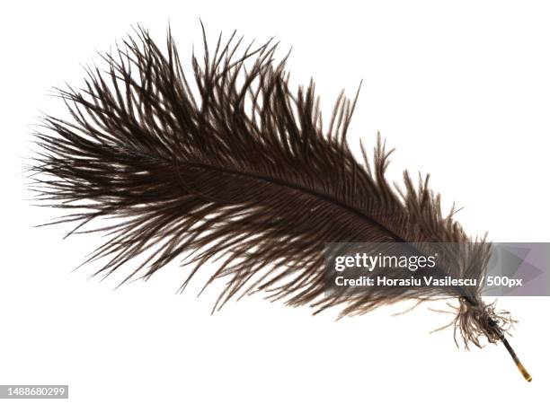 one ostrich feather on white background close up - ostrich feather fotografías e imágenes de stock