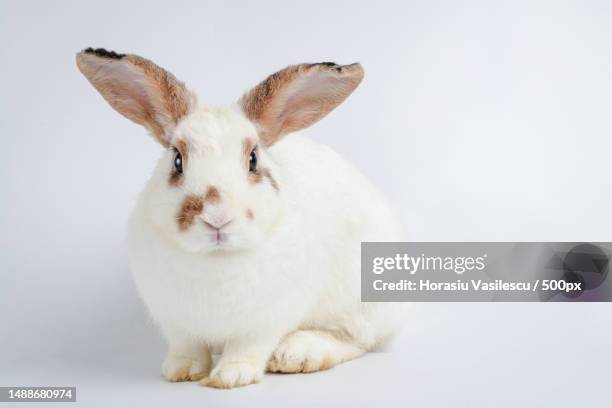 cute little white rabbit with long ears sit on a white floor it is a vertebrate,a mammal easter concept white background - lapereau photos et images de collection
