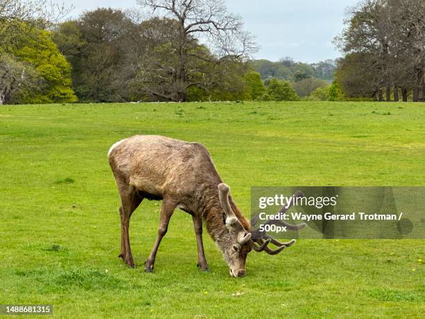 high angle view of deer grazing on field,richmond,united kingdom,uk - wayne stock pictures, royalty-free photos & images