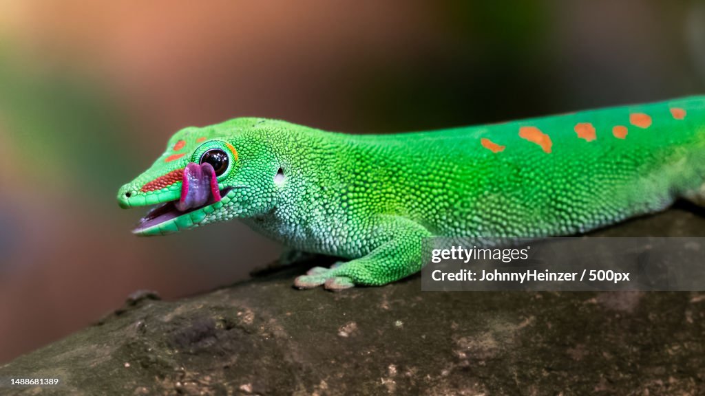 Close-up of gecko on rock,Switzerland