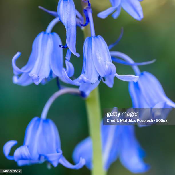 close-up of purple flowering plant - blue flower petals stock pictures, royalty-free photos & images