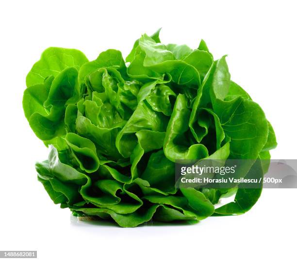 close-up of lettuce against white background - feuille de salade fond blanc photos et images de collection