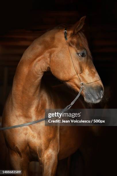 close-up of thoroughbred arabian filly standing in stable,romania - grace tame stock pictures, royalty-free photos & images