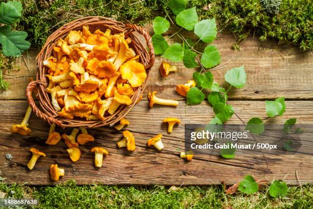 close-up of mushrooms on field,romania - cantharellus cibarius stock pictures, royalty-free photos & images