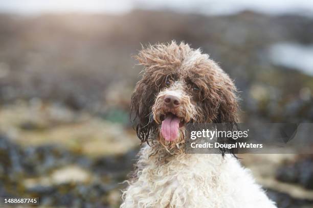 a dog portrait by the coast - lagotto romagnolo stock pictures, royalty-free photos & images