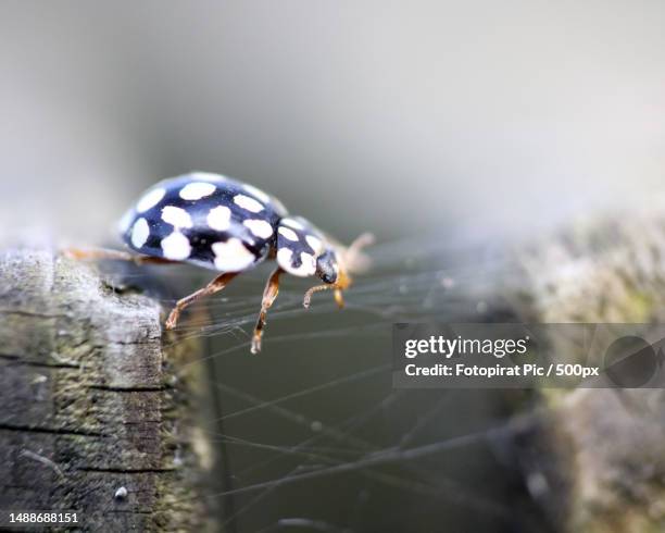 close-up of spider on web,detmold,germany - north rhine westphalia photos et images de collection