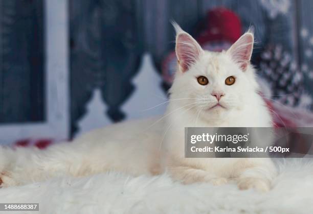 close-up portrait of cat sitting on floor,maine coon cat on christmas background,ireland - maine coon cat stock pictures, royalty-free photos & images