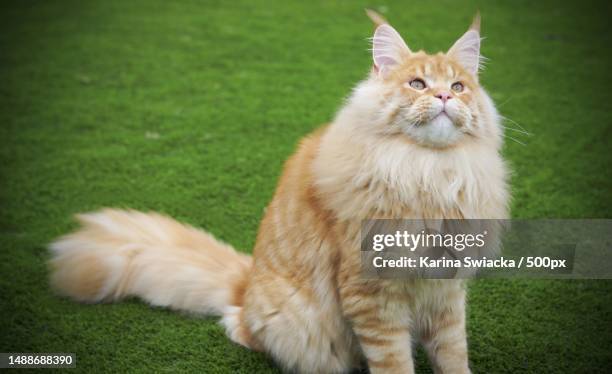 portrait of cat sitting on grass,ireland - siberian cat stockfoto's en -beelden