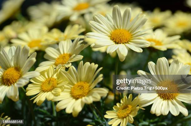 close-up of yellow daisy flowers,provincia di imperia,liguria,italy - annuals stock-fotos und bilder