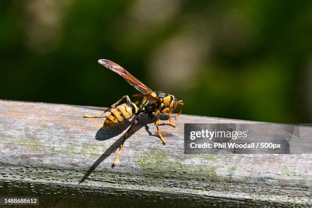 close-up of insect on wood,chofu minaminocho,japan - abejorro fotografías e imágenes de stock