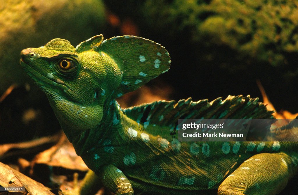Basilisk (Basiliscus vittatus) at reptile serpentarium.
