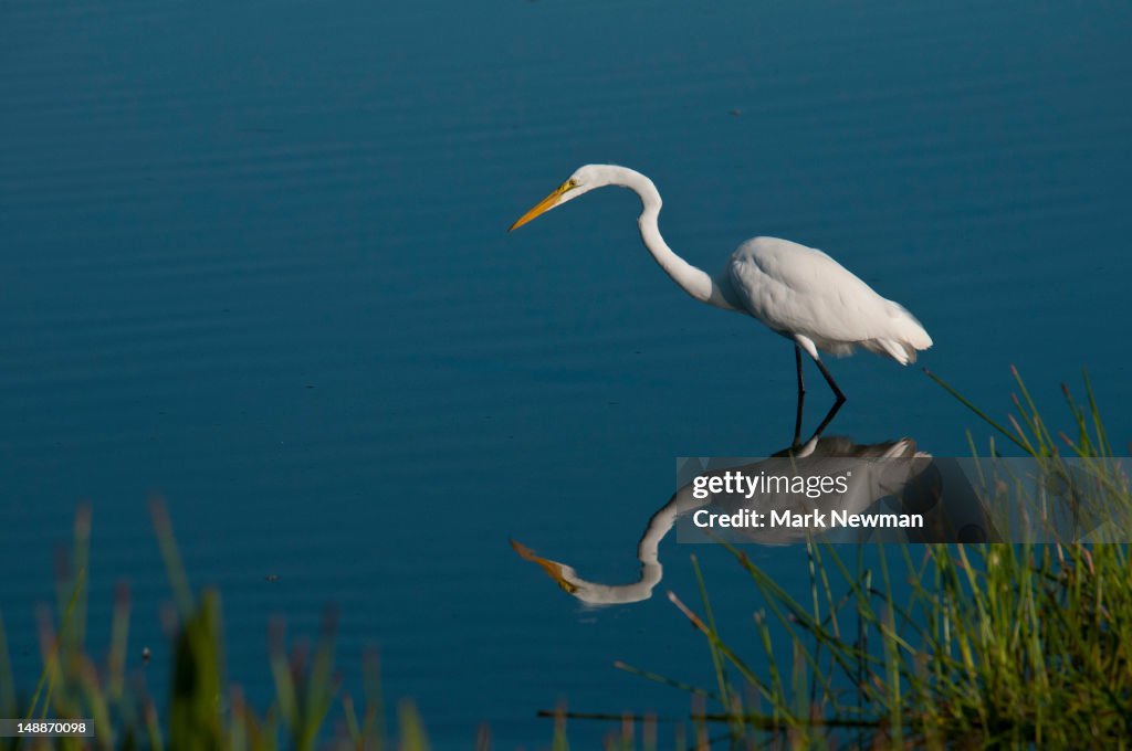 Great Egret standing in shallow water.