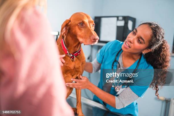 handsome female vet working in an animal hospital - vizsla stock pictures, royalty-free photos & images