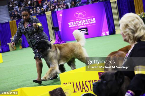Leonberger competes in the Working Group event during the Westminster Kennel Club Dog Show at the USTA Billie Jean King National Tennis Center on May...