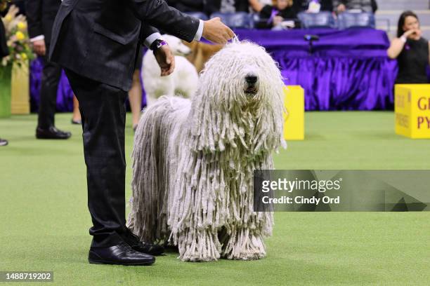 Komondor competes in the 147th Annual Westminster Kennel Club Dog Show Presented by Purina Pro Plan at Arthur Ashe Stadium on May 09, 2023 in New...