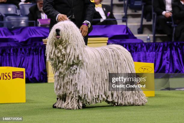 Komondor competes in the 147th Annual Westminster Kennel Club Dog Show Presented by Purina Pro Plan at Arthur Ashe Stadium on May 09, 2023 in New...
