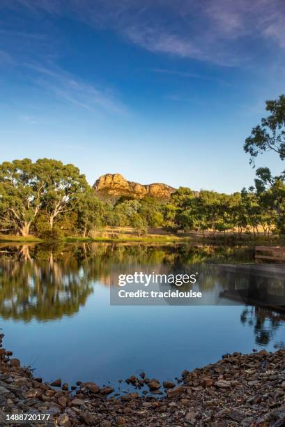 arboretum at dunkeld in victoria - victoria river stock pictures, royalty-free photos & images