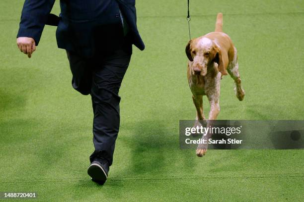 Lepshi, a Bracco Italiano wins Best New Breed at the 147th Annual Westminster Kennel Club Dog Show Presented by Purina Pro Plan at Arthur Ashe...