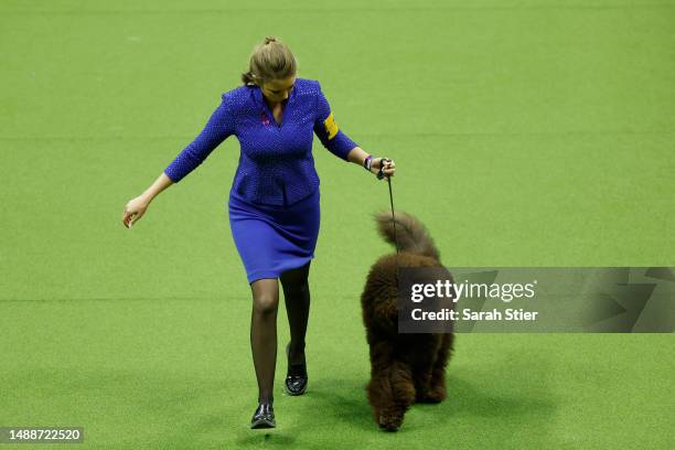 Barbet competes in the 147th Annual Westminster Kennel Club Dog Show Presented by Purina Pro Plan at Arthur Ashe Stadium on May 09, 2023 in New York...