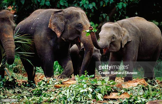 elephants eating in orphanage compound. - elefante asiático fotografías e imágenes de stock
