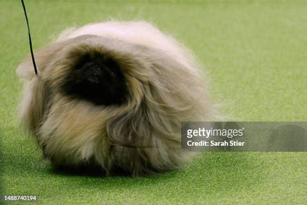 Rummie, the Pekingese, Winner of the Toy Group, wins 2023 Reserve Best in Show at the 147th Annual Westminster Kennel Club Dog Show Presented by...