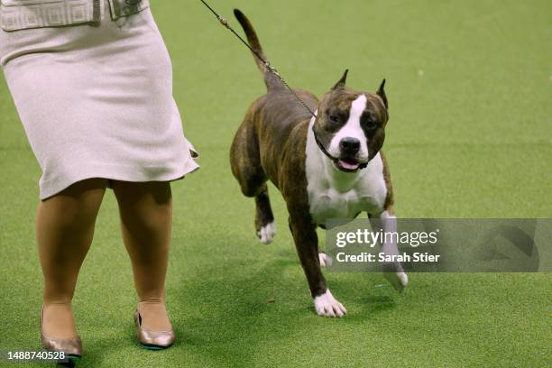 Trouble, the American Staffordshire Terrier, winner of the Terrier Group, competes for Best in Show at the 147th Annual Westminster Kennel Club Dog...