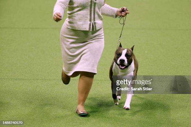 Trouble, the American Staffordshire Terrier, winner of the Terrier Group, competes for Best in Show at the 147th Annual Westminster Kennel Club Dog...